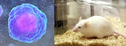 Tumors cell and a mice